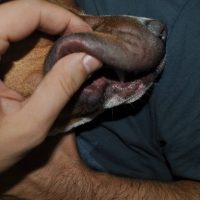 Alergia la intepatura de albina 3