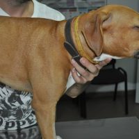 Alergie la intepatura de albina dupa tratament 2
