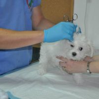 Otita externa 2