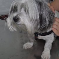 Otita externa