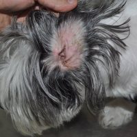 Otita externa dupa