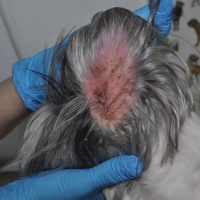 Otita externa inainte