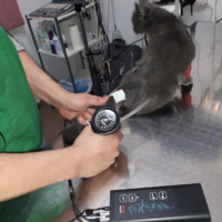 Cardiologie veterinara