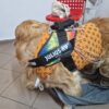 Holter veterinar