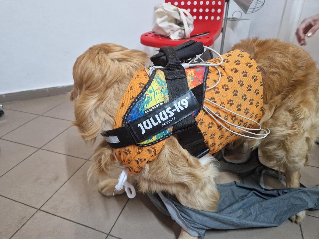 Holter veterinar